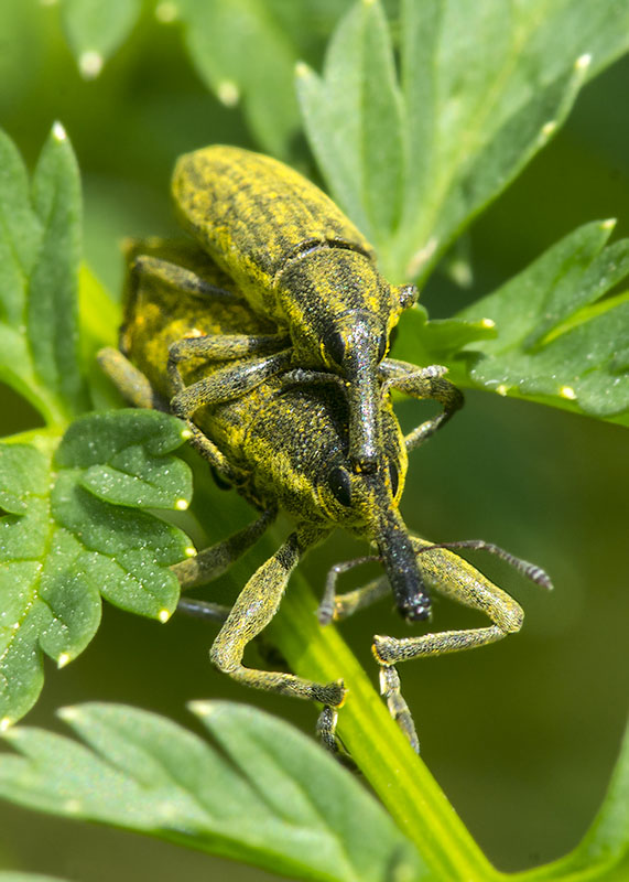 Curculionidae:  Lixus (Eulixus) iridis